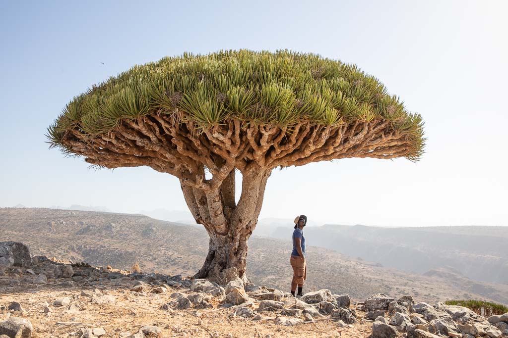 Dragon Blood Tree, Dixsam Plateau, Socotra Island, Yemen