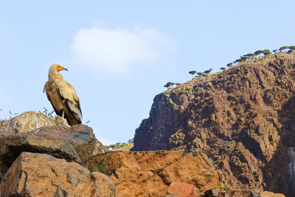 Egyptian Vulture, Wadi Dirhur, Socotra Island, Yemen
