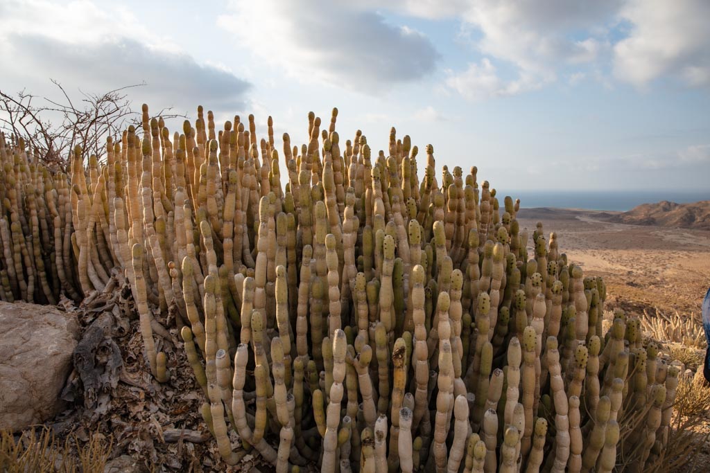 Euphorbia abdalkuri, Abd al Kuri, Socotra Archipelago, Yemen