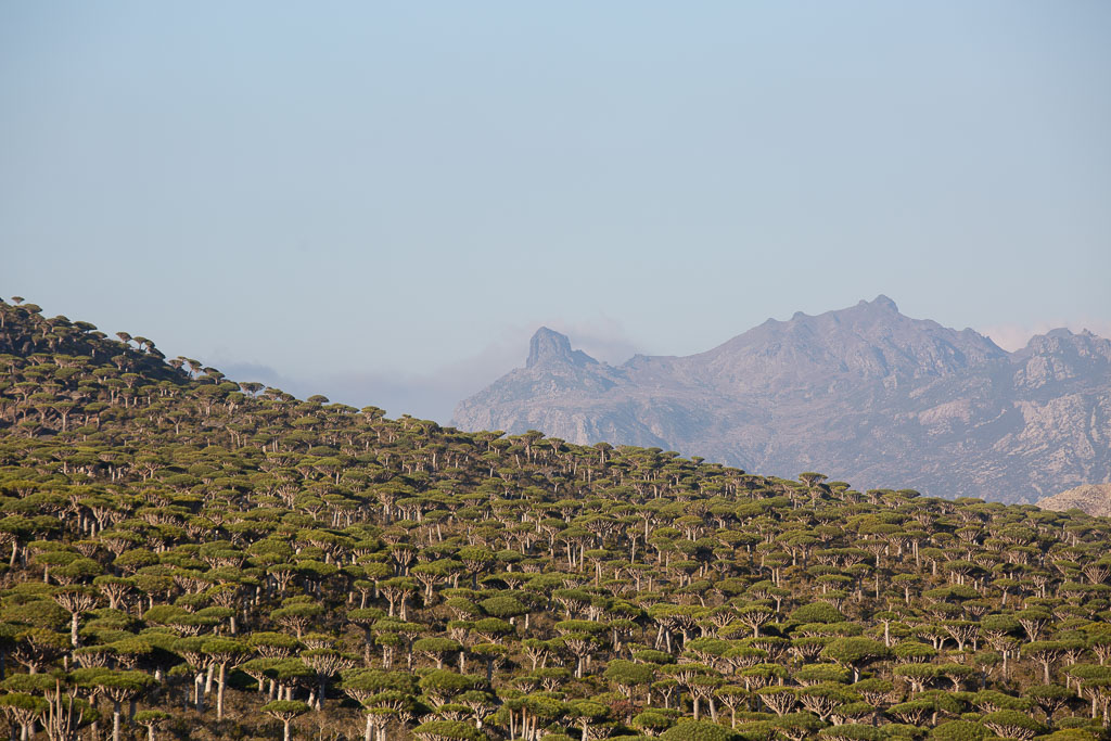 Firhmin Forest Socotra Yemen