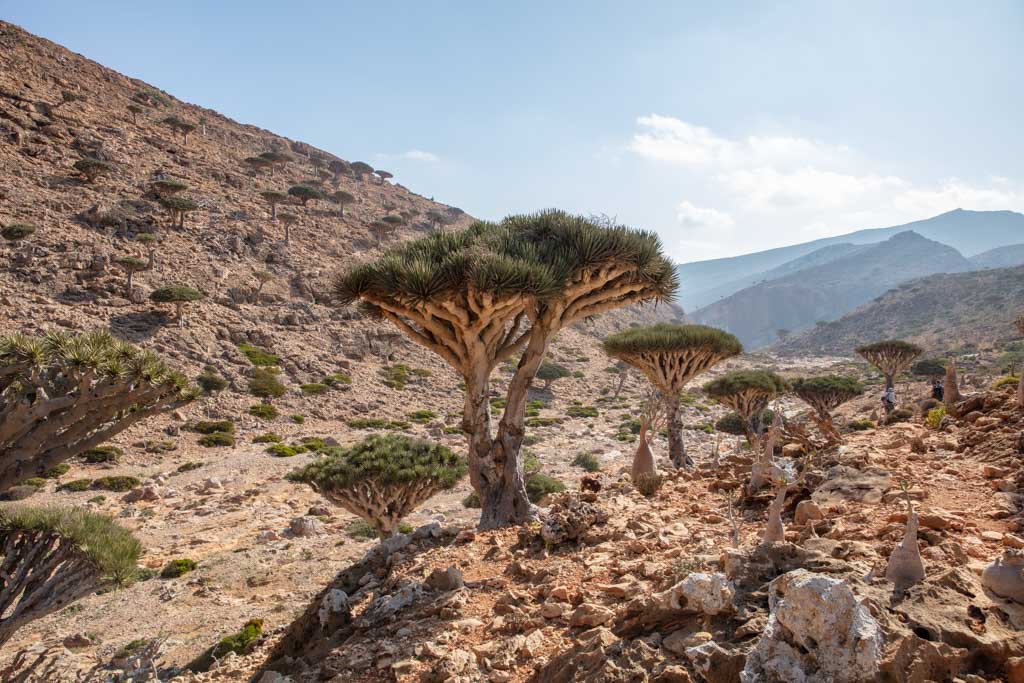 Homhil Prtoected Area, Socotra, Yemen